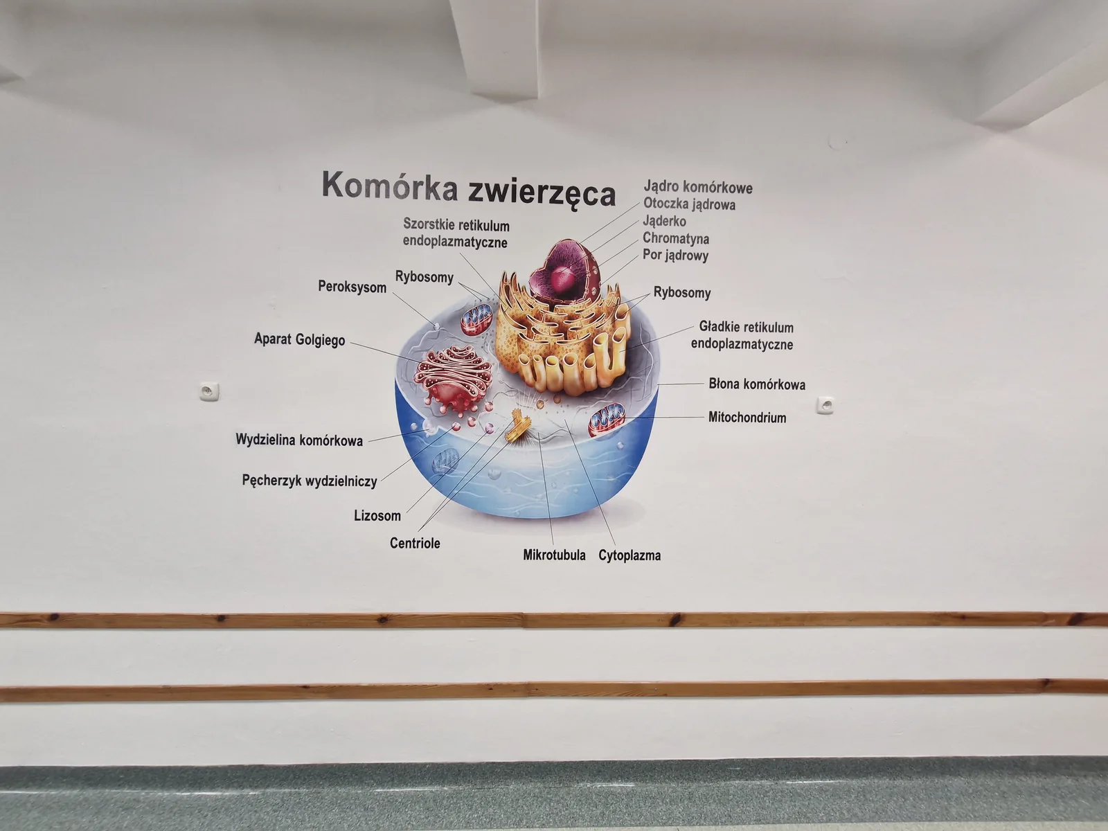 Pracownia biologiczna — komórka zwierzęca Komórka zwierzęca — mural dydaktyczny